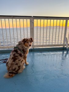 corse chien bateau4
