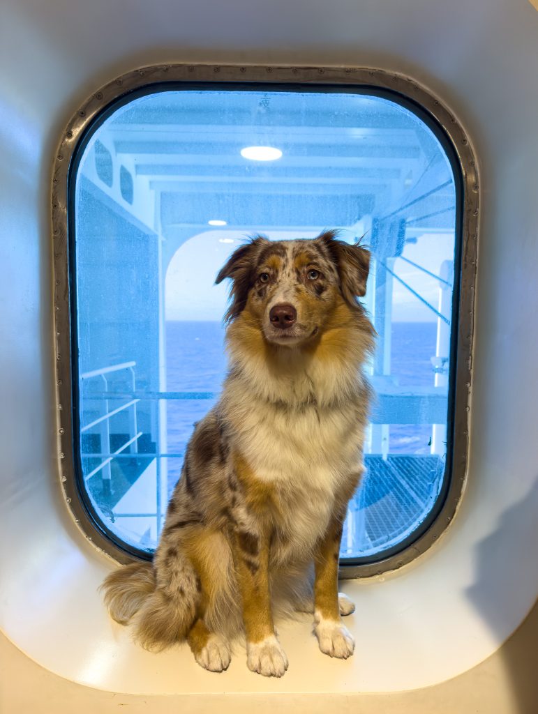 Partir en Corse avec son chien : notre retour d’expérience